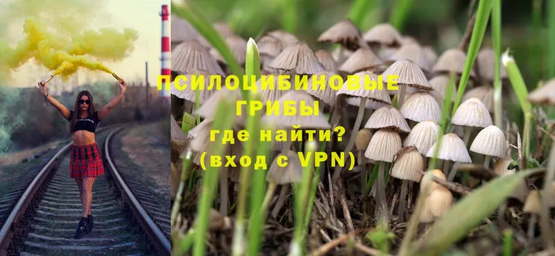 Галлюциногенные грибы Psilocybe  Пошехонье 